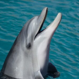 ヒロミのリフォーム企画はやらせ 有吉ゼミ すでに これから